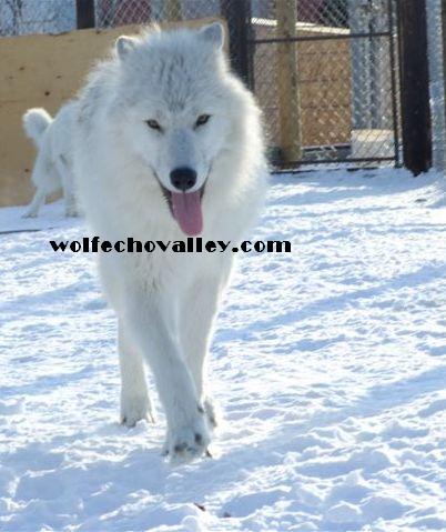 arctic wolf puppy eco.JPG