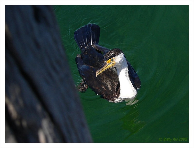 cormorant 060308a.jpg