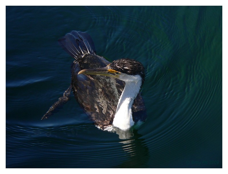 cormorant 060308c.jpg