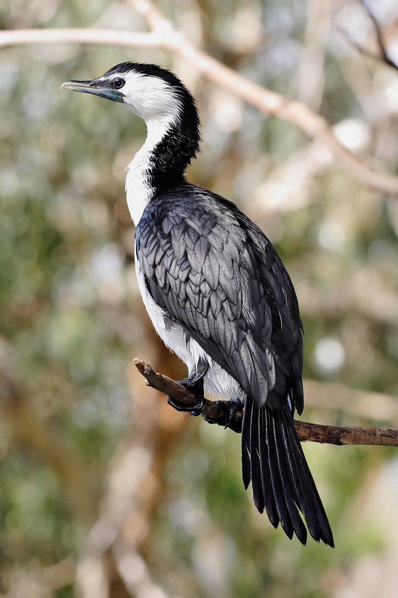 Little Pied Cormorant, Little Shag or Kawaupaka (Phalacrocorax melanoleucos)- Melbourne zoo.jpg