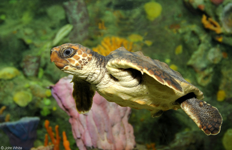 Loggerhead Sea Turtle (Caretta caretta)04.JPG