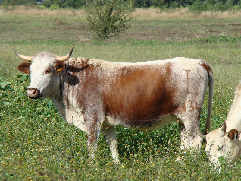 nguni 007.jpg