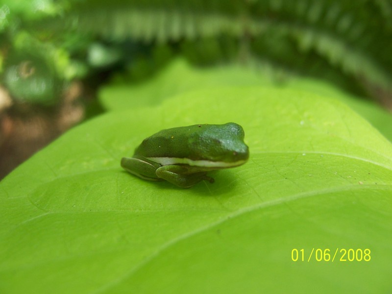 frog 018.jpg