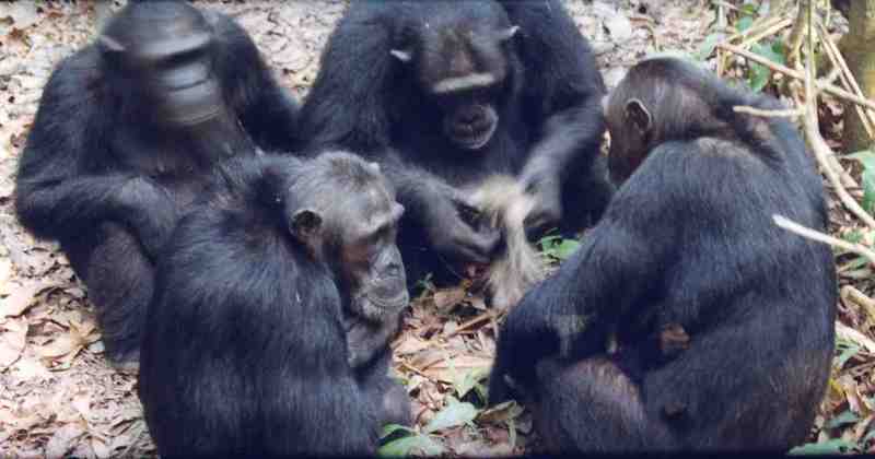 foodsharing chimpanzee.jpg