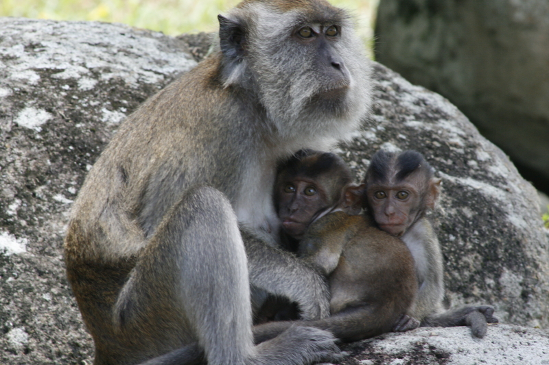 long-tailed macaque.jpg