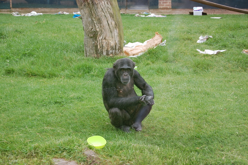 Chimpanzee 001.JPG