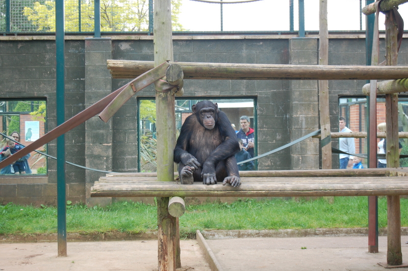 Chimpanzee 002.JPG