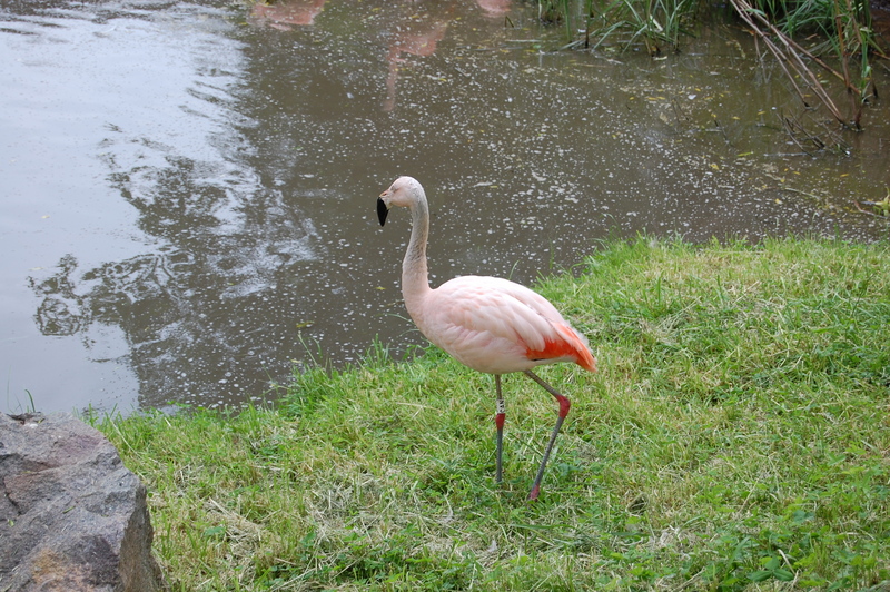 Flamingo 001.JPG