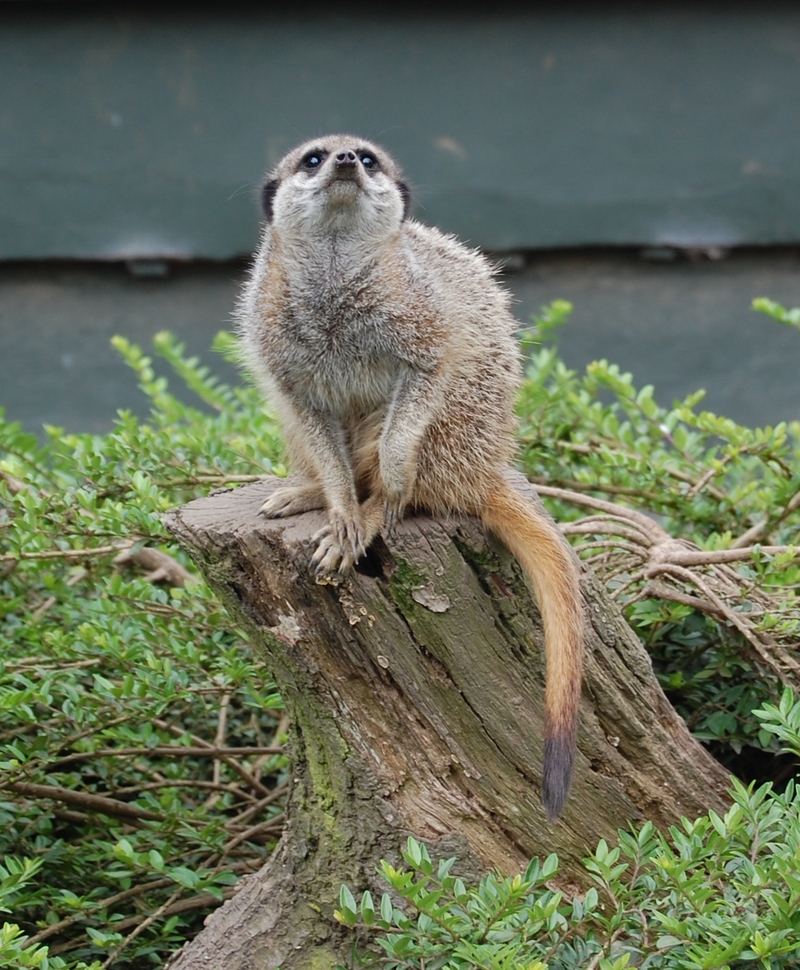 Meerkat 001.JPG