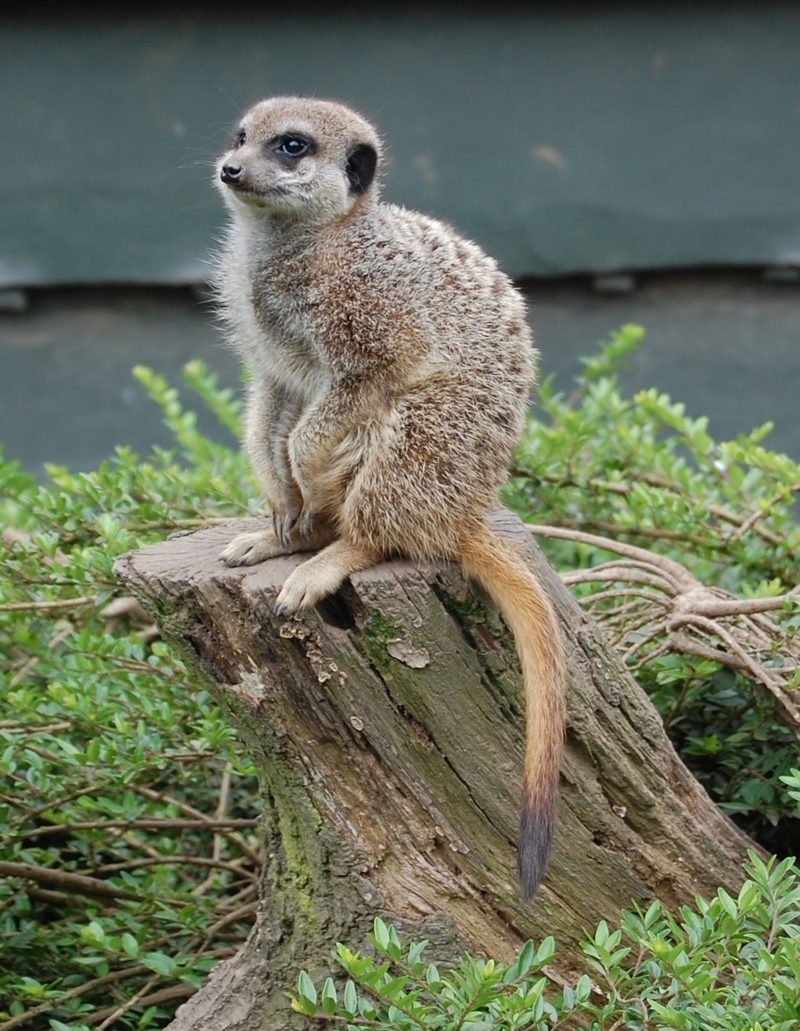 Meerkat 002.JPG