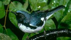 BlackthroatedBlueWarbler23-Black-throated Blue Warbler, Dendroica caerulescens.jpg