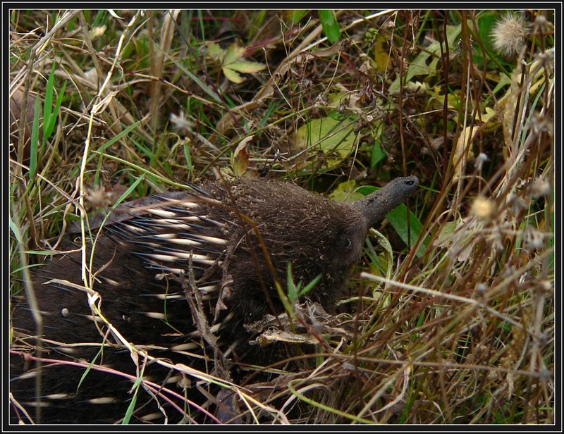 echidna 100408.jpg