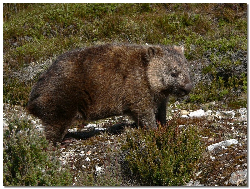 wombat 100408.jpg