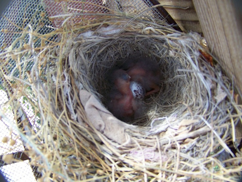 100 1151 Canyon Towhee 2 days old July 6 08.jpg