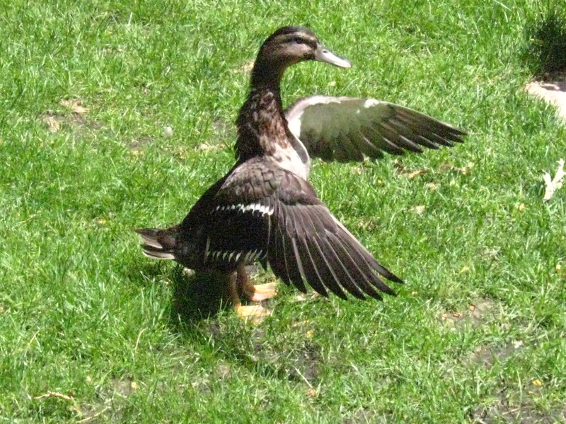 Ducks 013.jpg