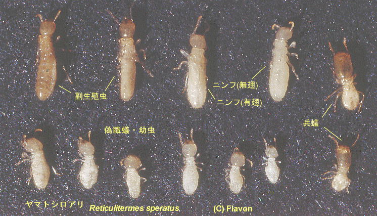 Reticulitermes speratus 19790928 1-Japanese Termite.jpg