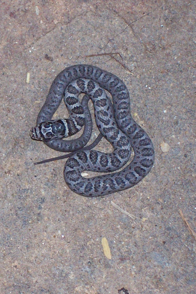 eastern milk snake.jpg