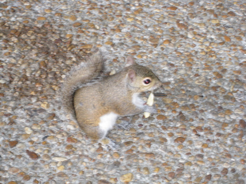 7 Squirrel at Sea World.jpg