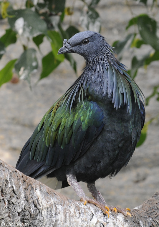 Nicobar Pigeon (Caloenas nicobarica)01.JPG