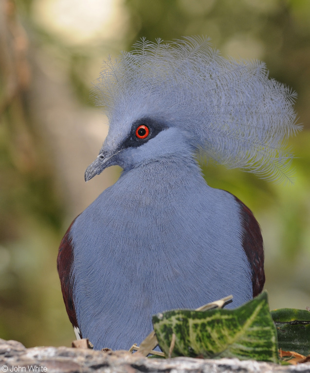 Western Crowned-Pigeon (Goura cristata).JPG