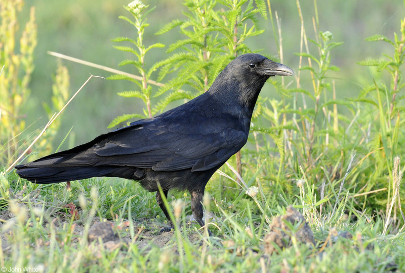 Fish Crow (Corvus ossifragus)501.JPG