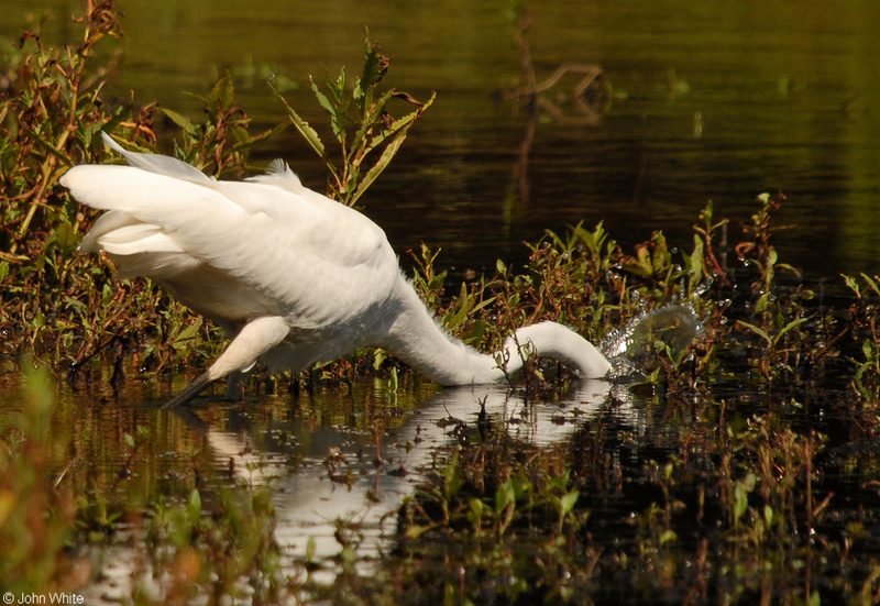Great Egret (Ardea alba)02.JPG