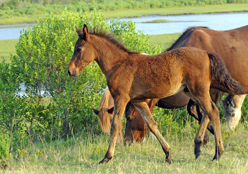 Wild Assateague Island Pony (Equus caballus)02.JPG
