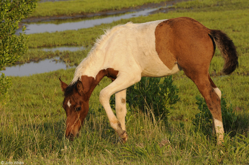 Wild Assateague Island Pony (Equus caballus)03.JPG