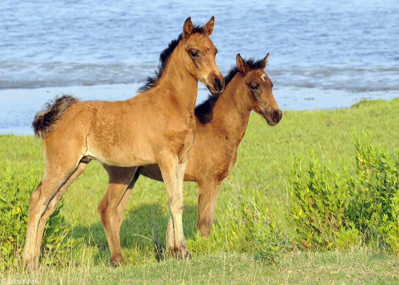Wild Assateague Island Pony (Equus caballus)04.JPG