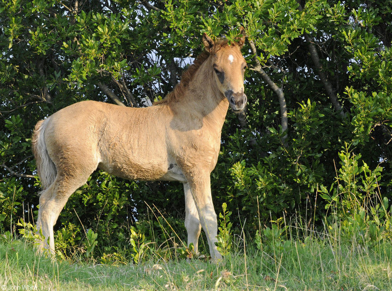 Wild Assateague Island Pony (Equus caballus)05.JPG