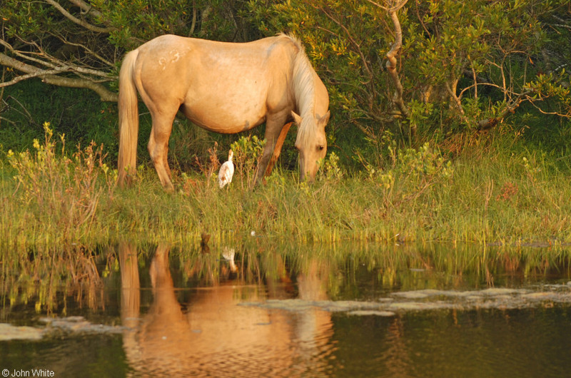Wild Assateague Island Pony (Equus caballus)06.JPG