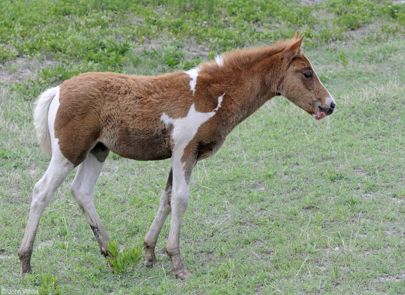 Wild Assateague Island Pony (Equus caballus)07.JPG