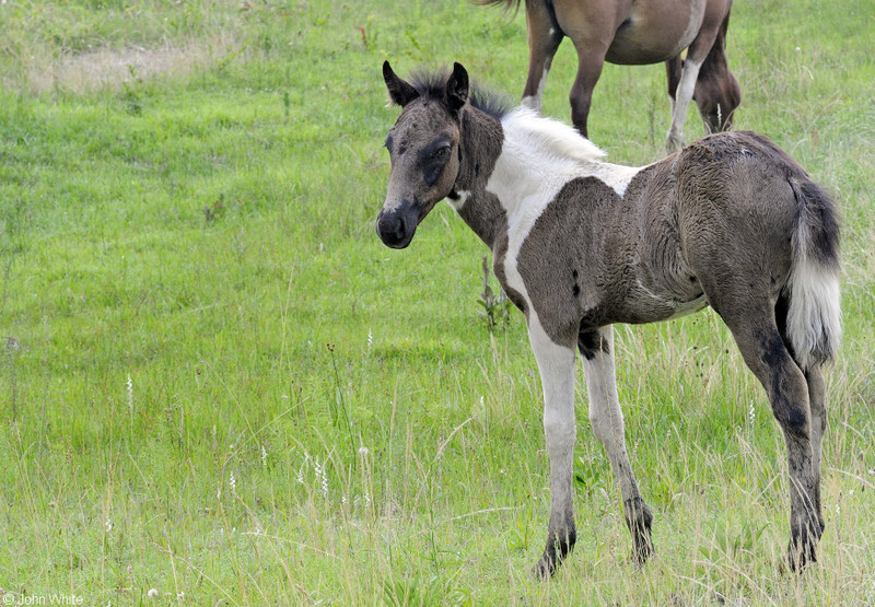 Wild Assateague Island Pony (Equus caballus)08.JPG