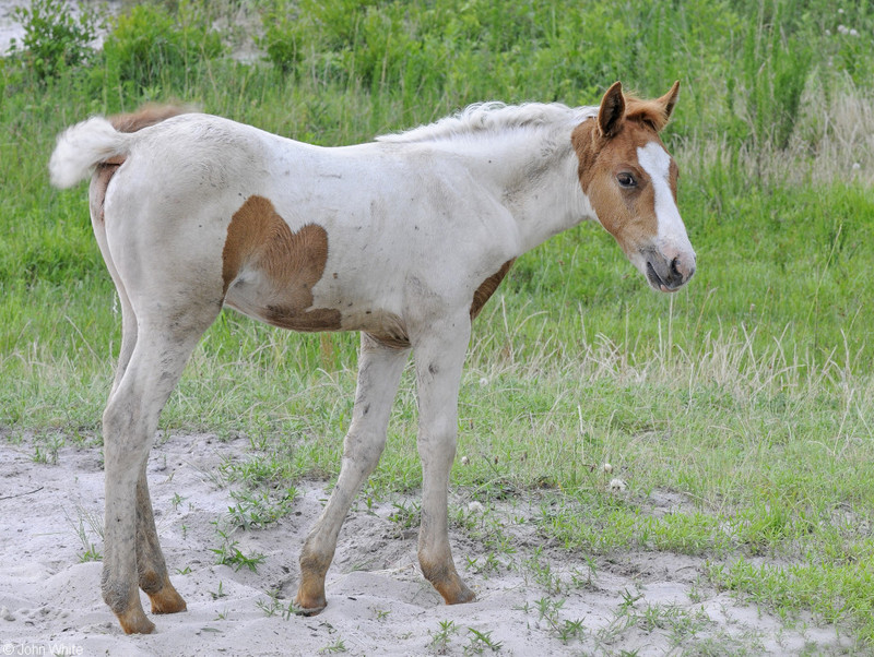 Wild Assateague Island Pony (Equus caballus)09.JPG