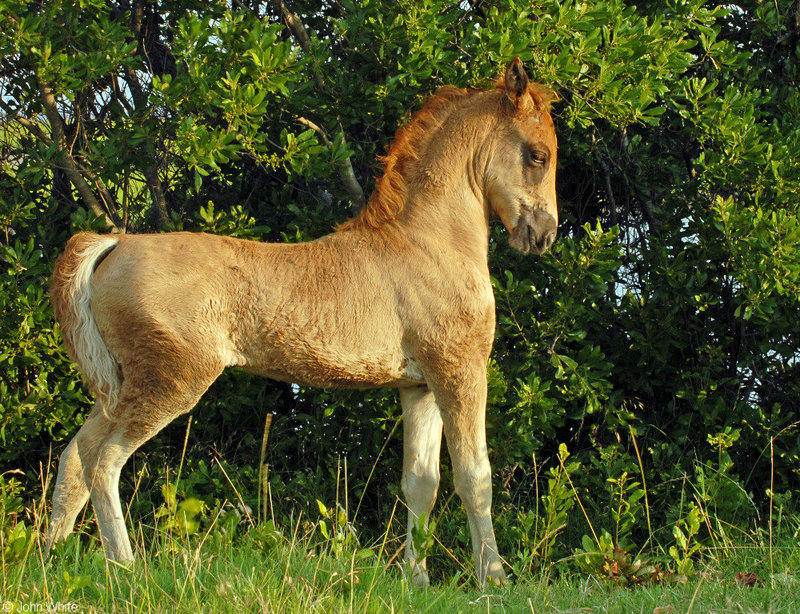 Wild Assateague Island Pony (Equus caballus)10.JPG