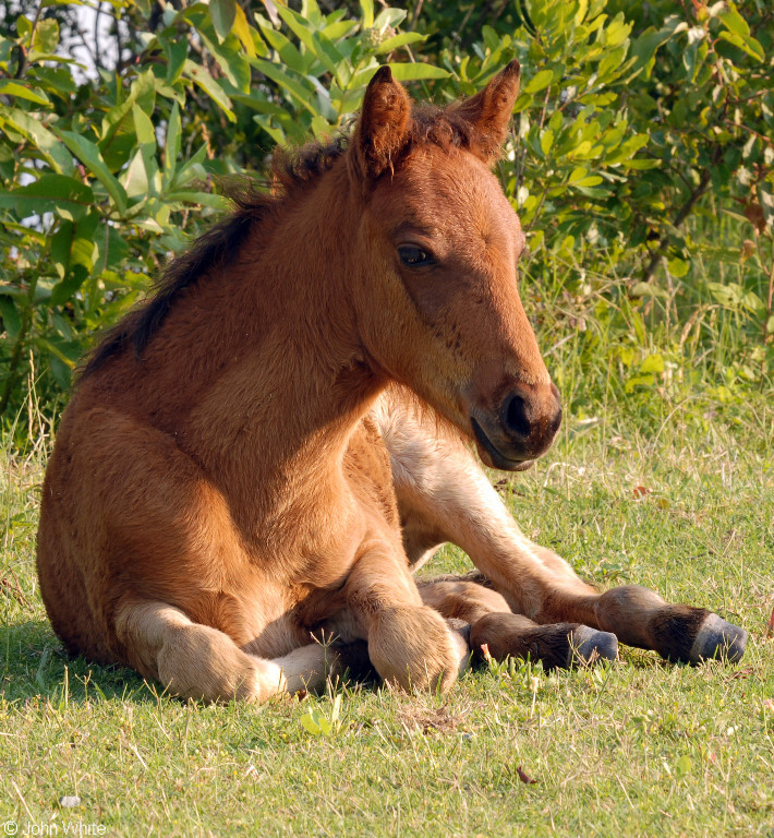 Wild Assateague Island Pony (Equus caballus)11.JPG