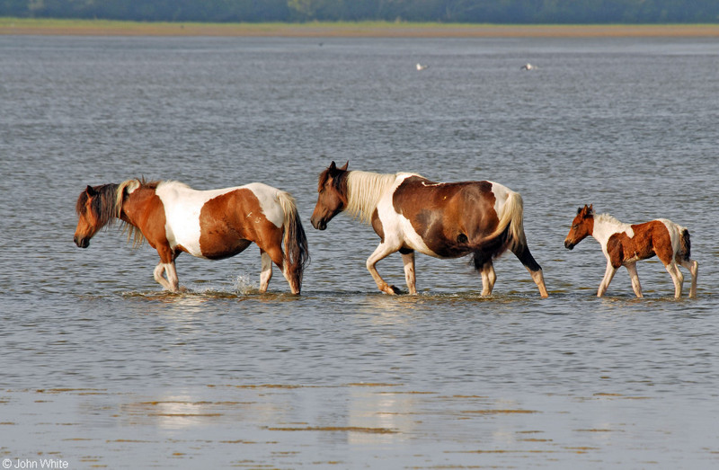 Wild Assateague Island Pony (Equus caballus)12.JPG