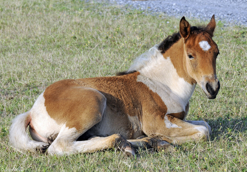 Wild Assateague Island Pony (Equus caballus)13.JPG