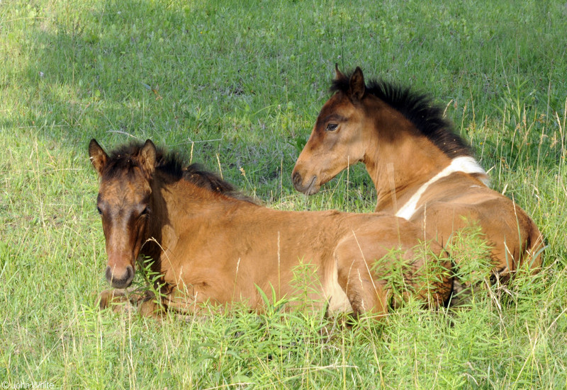 Wild Assateague Island Pony (Equus caballus)14.JPG
