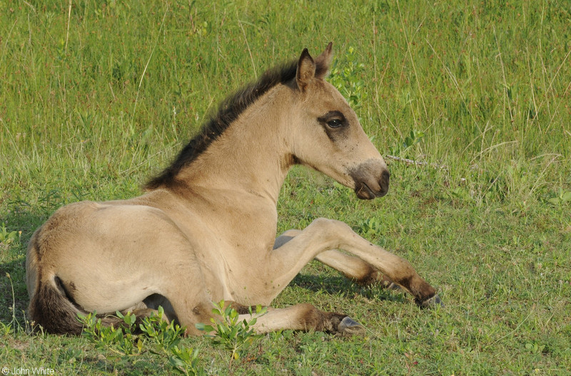 Wild Assateague Island Pony (Equus caballus)15.JPG