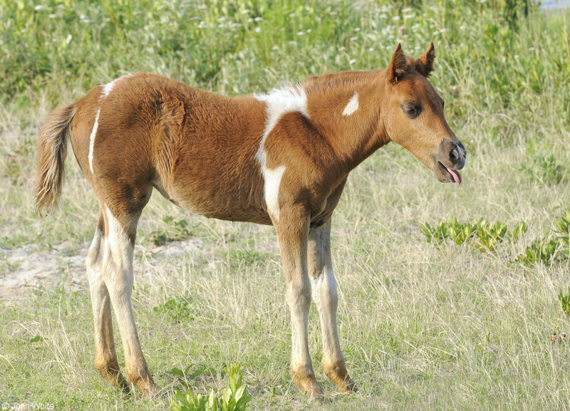 Wild Assateague Island Pony (Equus caballus)16.JPG