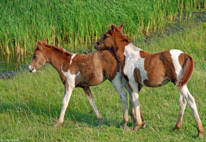 Wild Assateague Island Pony (Equus caballus)18.JPG