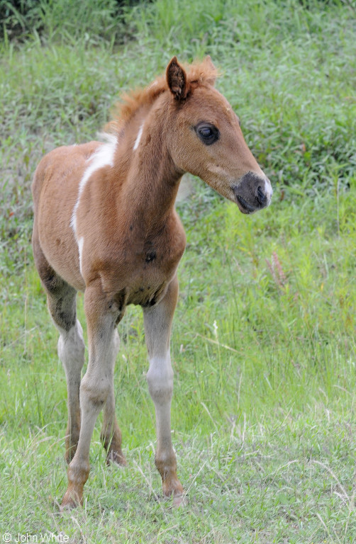 Wild Assateague Island Pony (Equus caballus)19.JPG