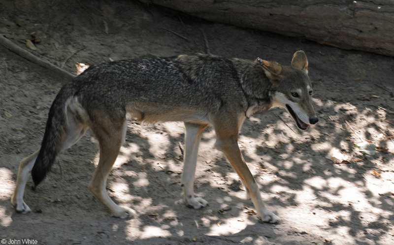Red Wolf (Canis rufus)02.JPG
