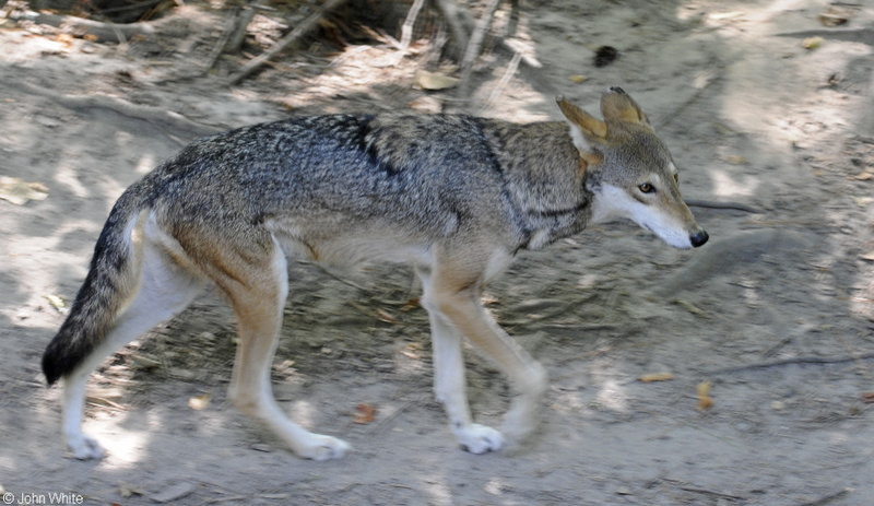 Red Wolf (Canis rufus)03.JPG