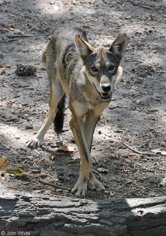 Red Wolf (Canis rufus)04.JPG