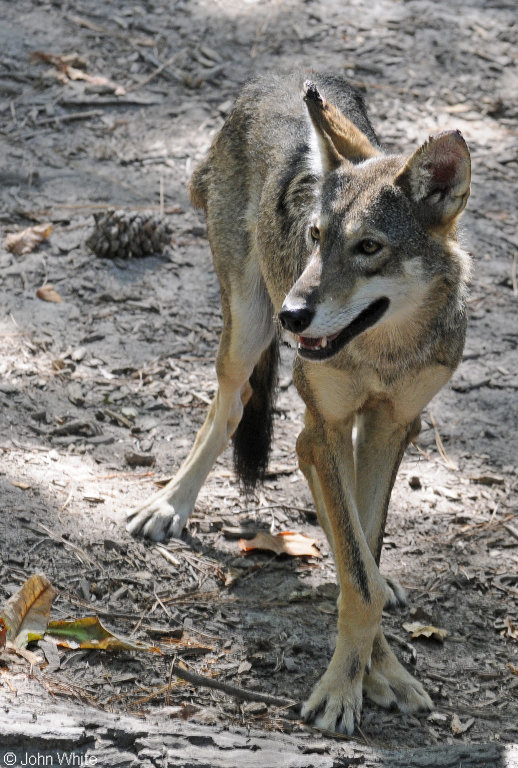 Red Wolf (Canis rufus)05.JPG