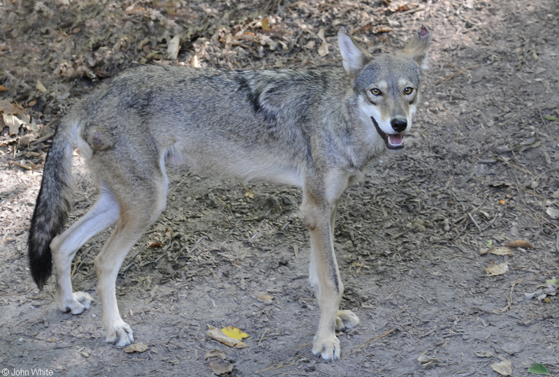 Red Wolf (Canis rufus)06.JPG