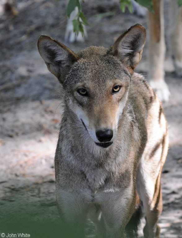 Red Wolf (Canis rufus)07.JPG