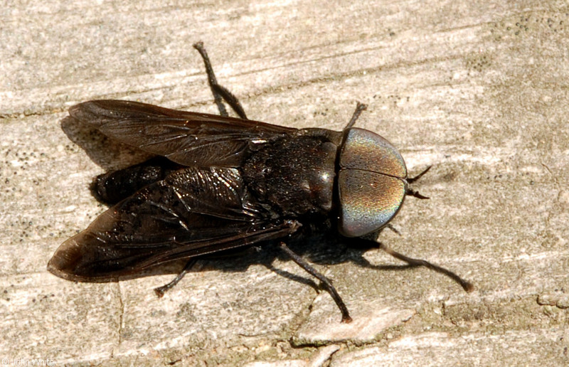 Black Horse Fly (Tabanus atratus).JPG